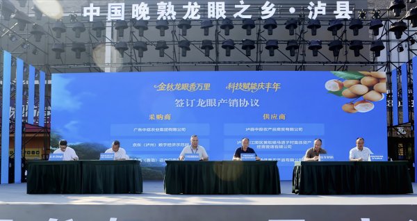 富牛网 四川泸县龙眼即将“甜遍全国”！20万亩“致富黄金果”迎丰收，有品种可卖到30元/斤